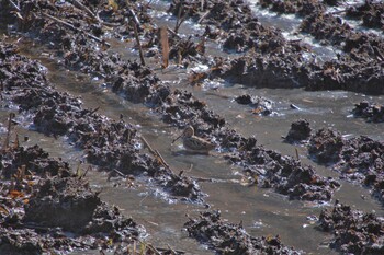 タシギ 北本自然観察公園 2022年1月17日(月)