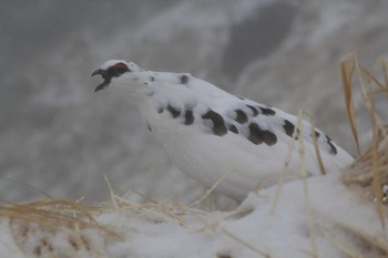 ライチョウ 室堂平 2015年11月20日(金)