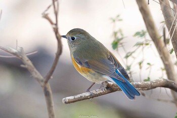 ルリビタキ 東京都立桜ヶ丘公園(聖蹟桜ヶ丘) 2022年1月17日(月)