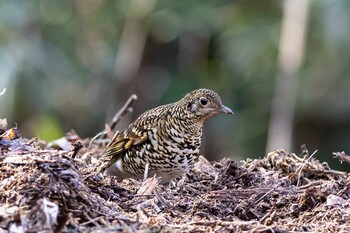 2022年1月17日(月) 東京都立桜ヶ丘公園(聖蹟桜ヶ丘)の野鳥観察記録