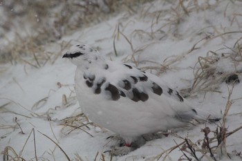 Rock Ptarmigan Murododaira Fri, 11/20/2015