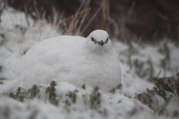 Rock Ptarmigan Murododaira Fri, 11/20/2015