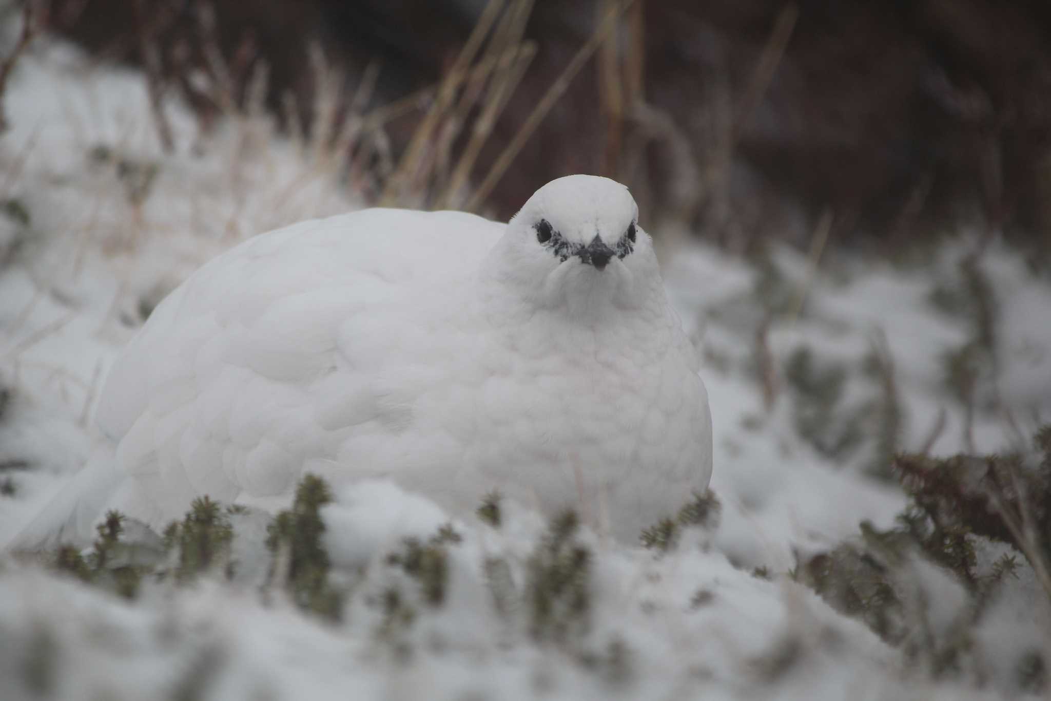 Photo of Rock Ptarmigan at Murododaira by 目指せ400