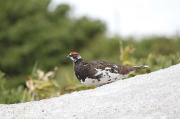 Rock Ptarmigan Murododaira Thu, 6/11/2015