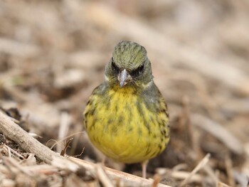 2022年1月15日(土) 北本自然観察公園の野鳥観察記録