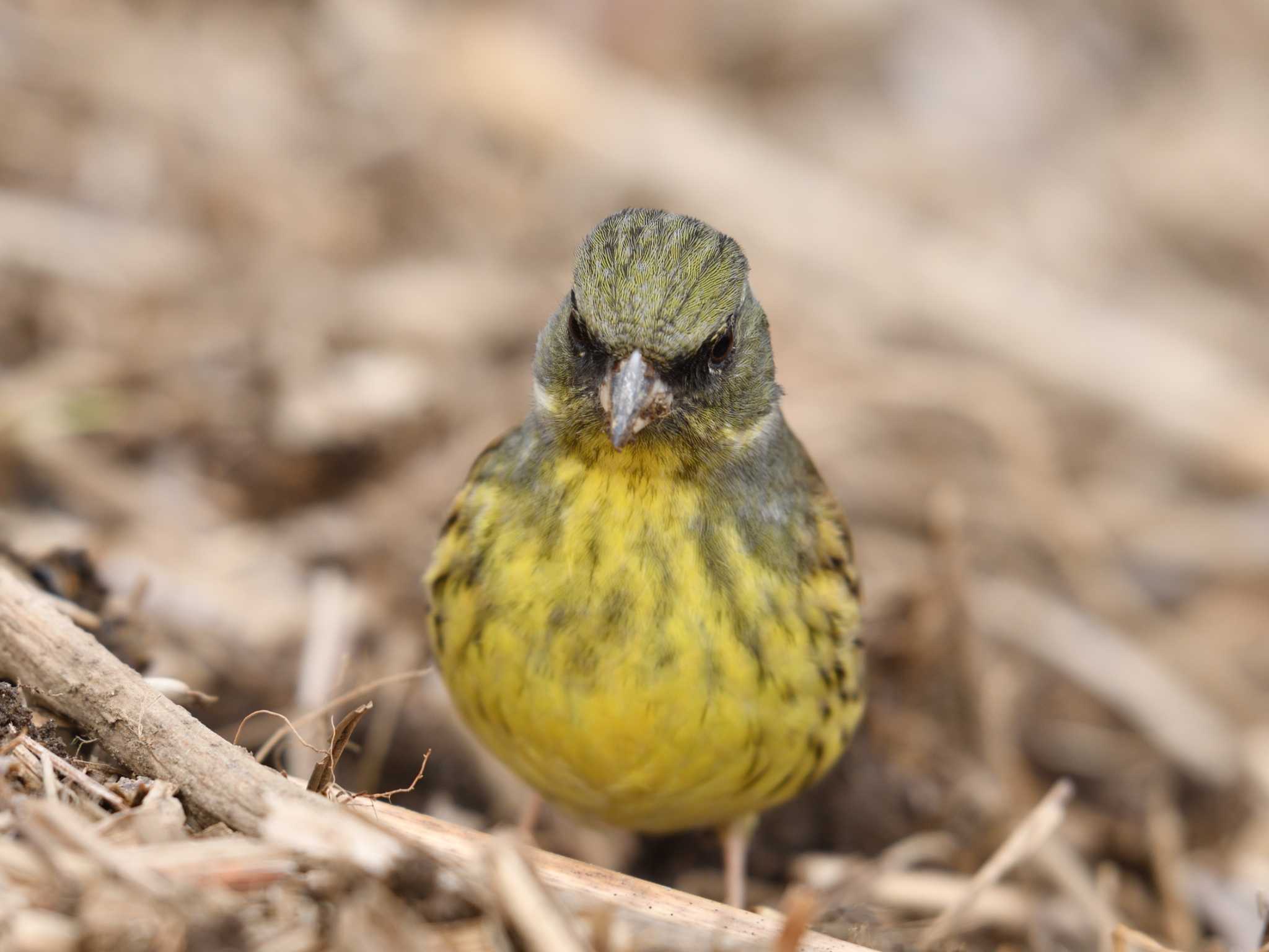 北本自然観察公園 アオジの写真