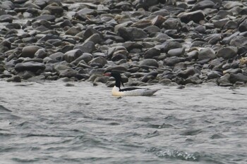 Tue, 1/11/2022 Birding report at 京都府