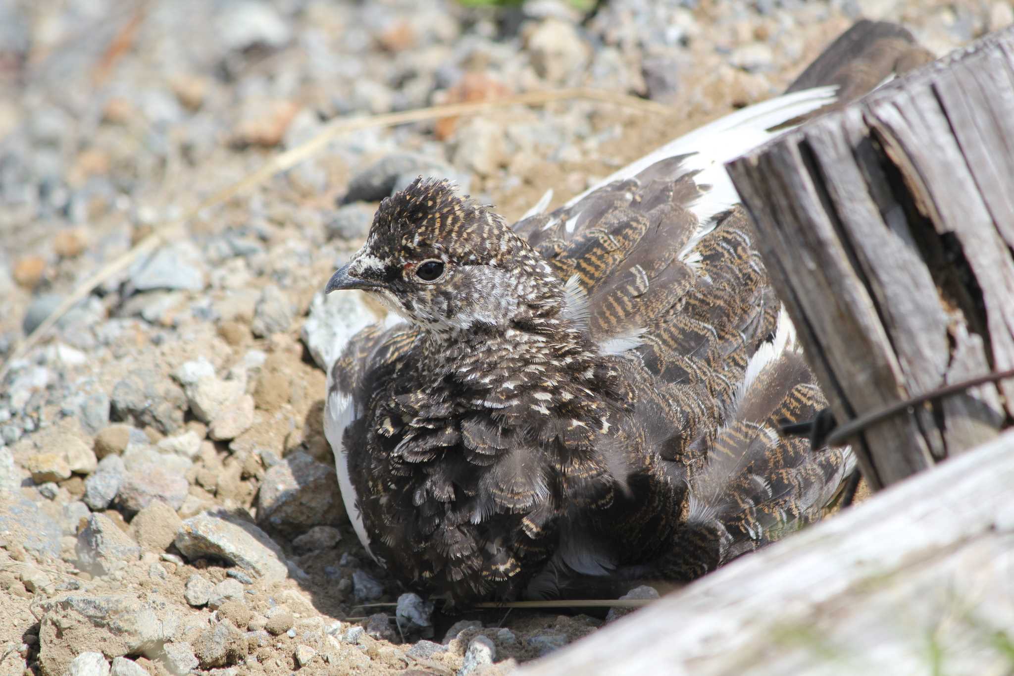 Photo of Rock Ptarmigan at Murododaira by 目指せ400