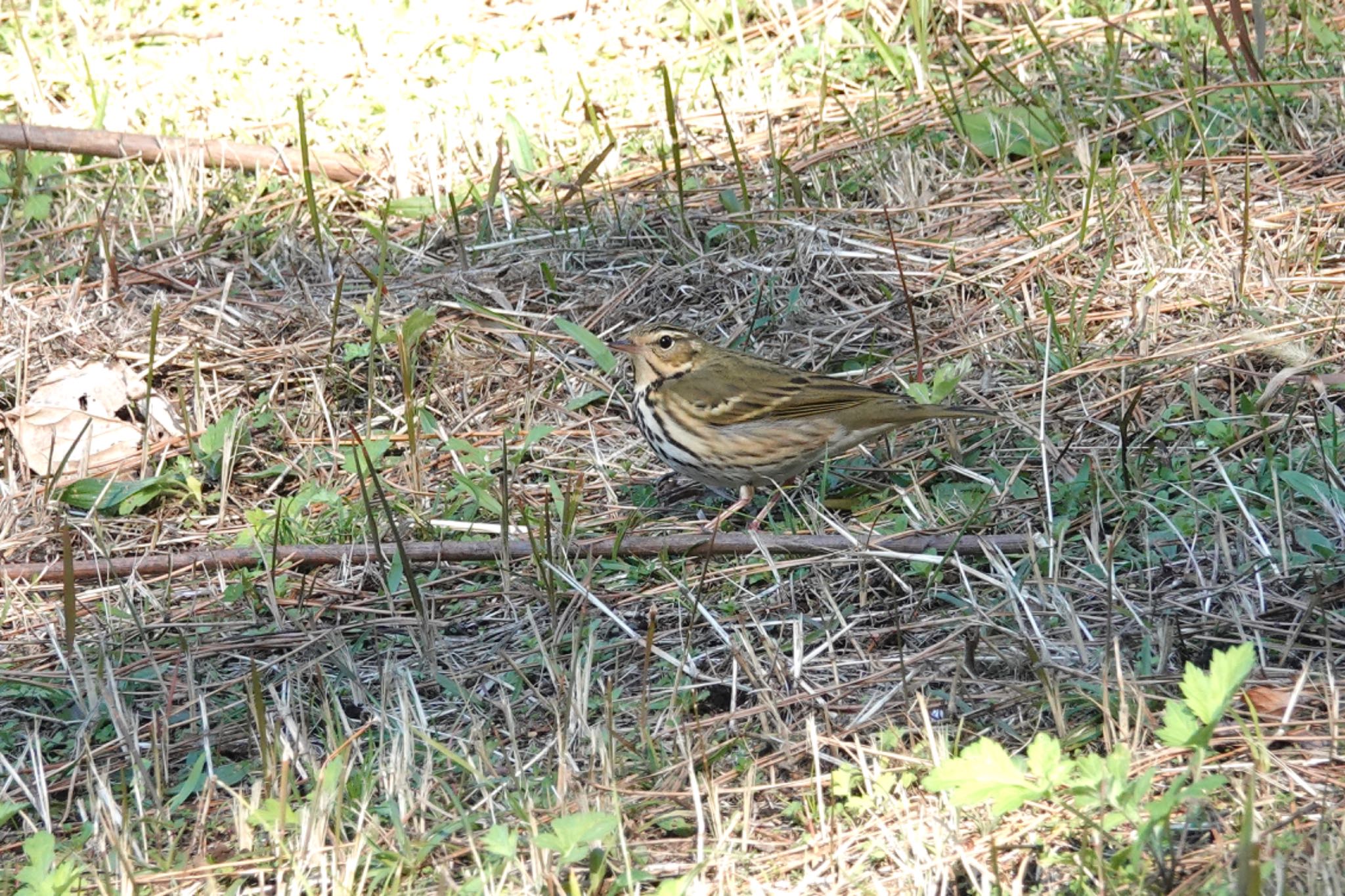 葛西臨海公園 ビンズイの写真