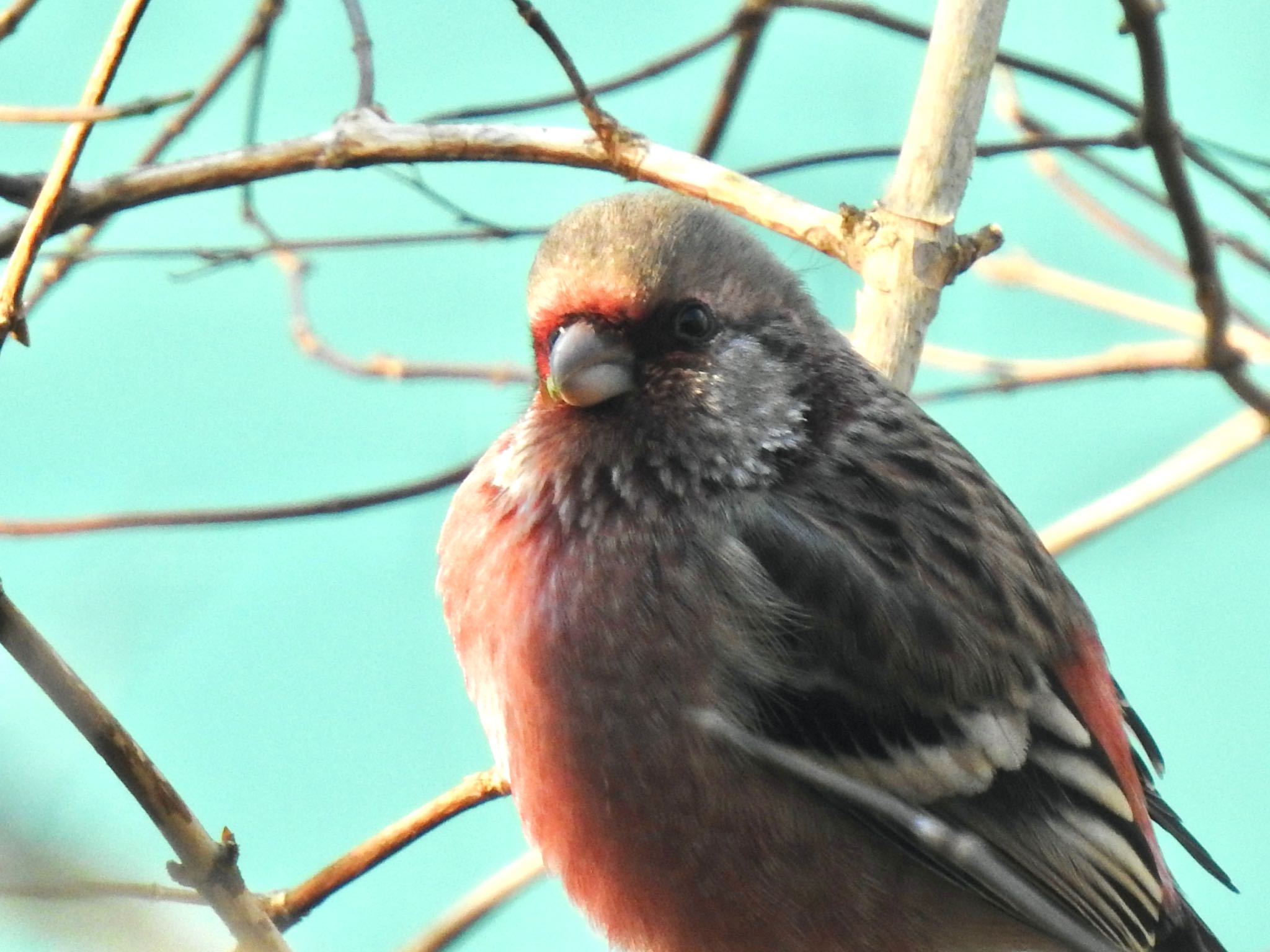 早戸川林道 ベニマシコの写真