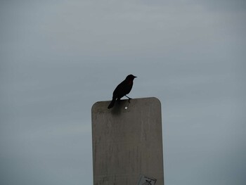 Red-winged Blackbird California Fri, 3/10/2017