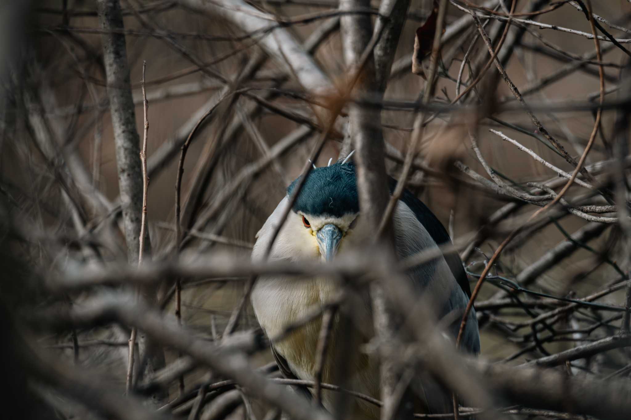 泉の森公園 ゴイサギの写真 by Tosh@Bird