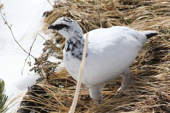 Rock Ptarmigan Murododaira Mon, 5/2/2016