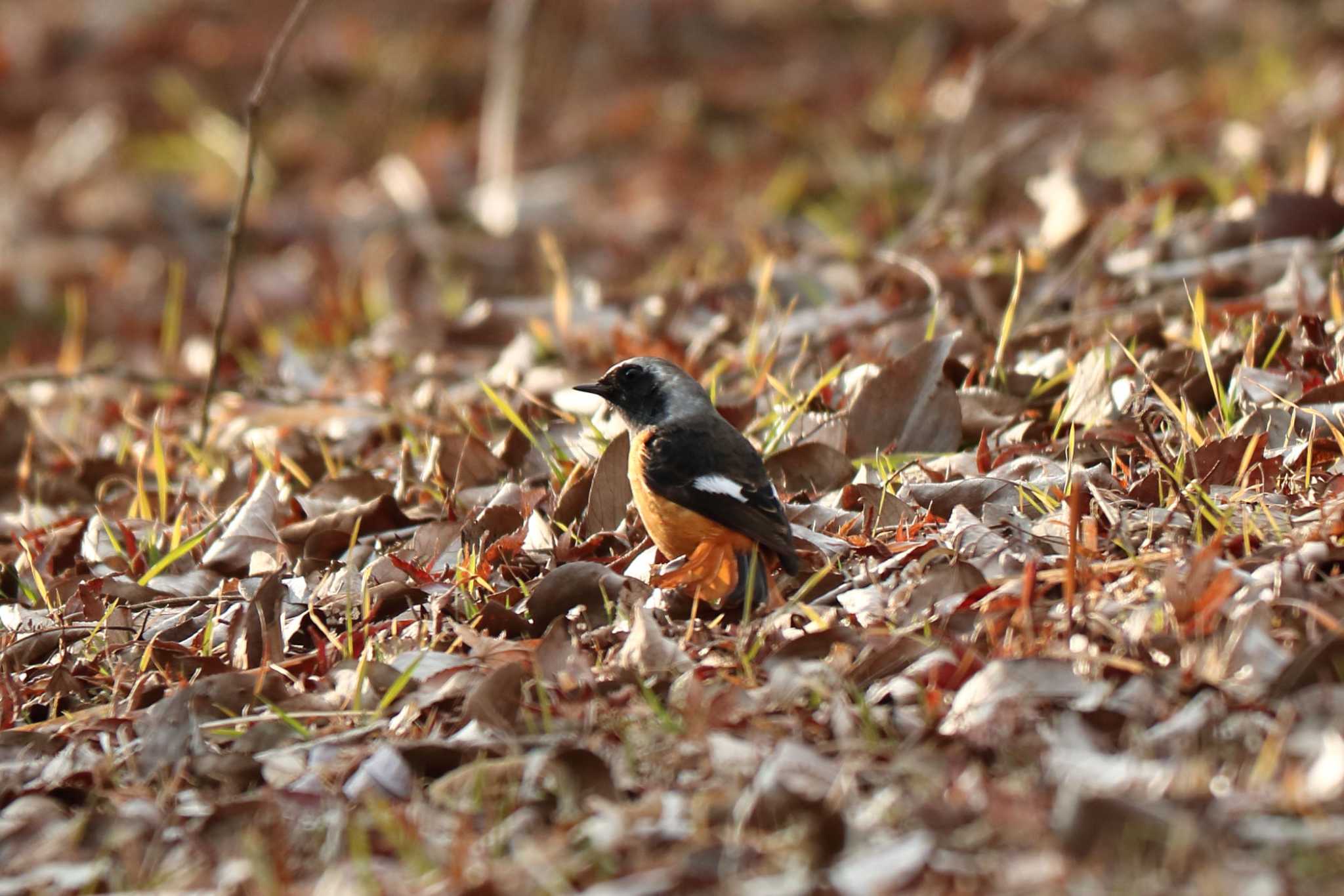 Daurian Redstart