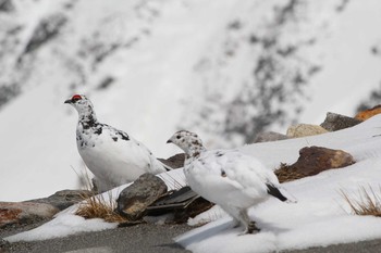 Rock Ptarmigan Murododaira Mon, 5/2/2016