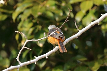 Daurian Redstart 平谷川 Sun, 1/16/2022