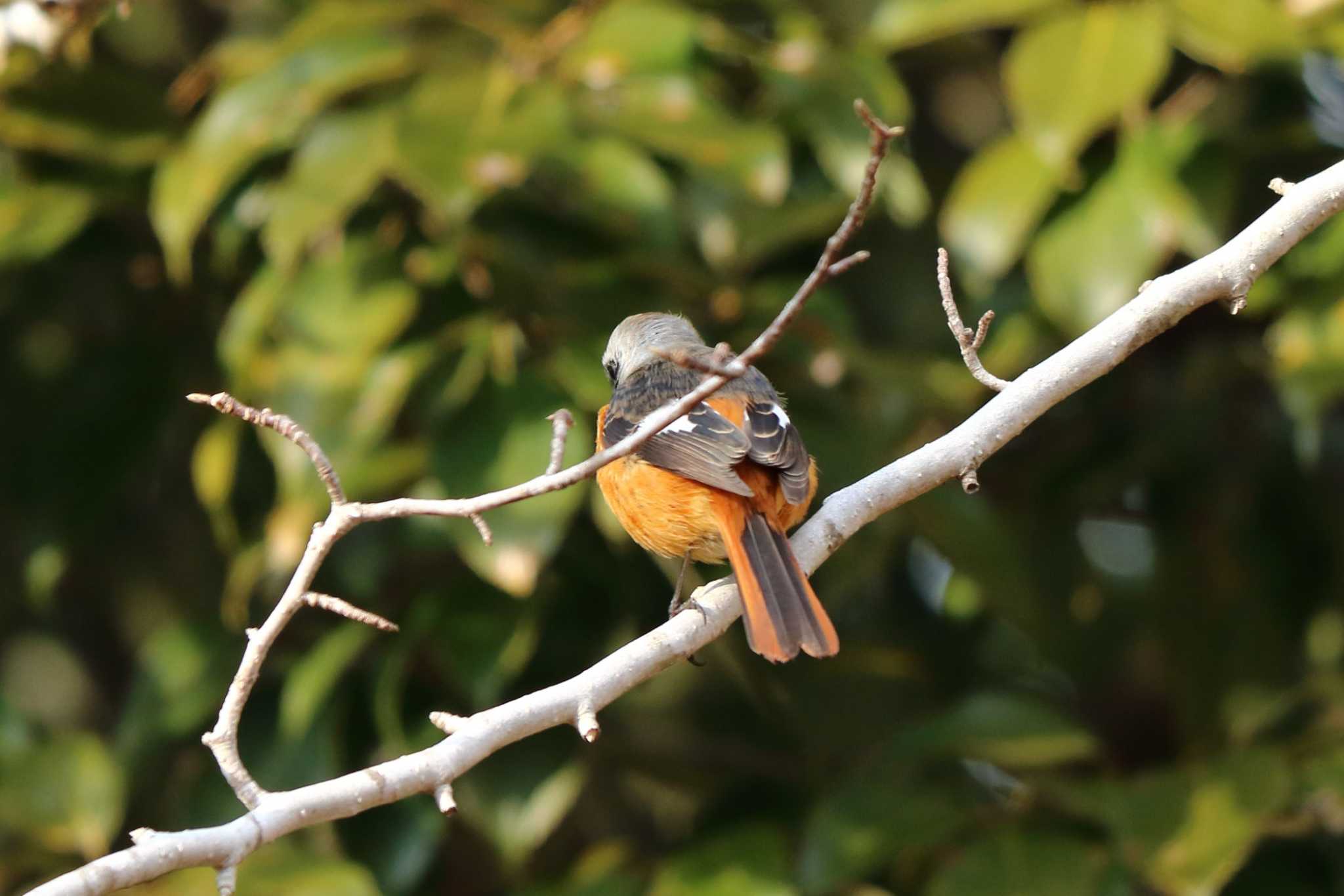 Daurian Redstart