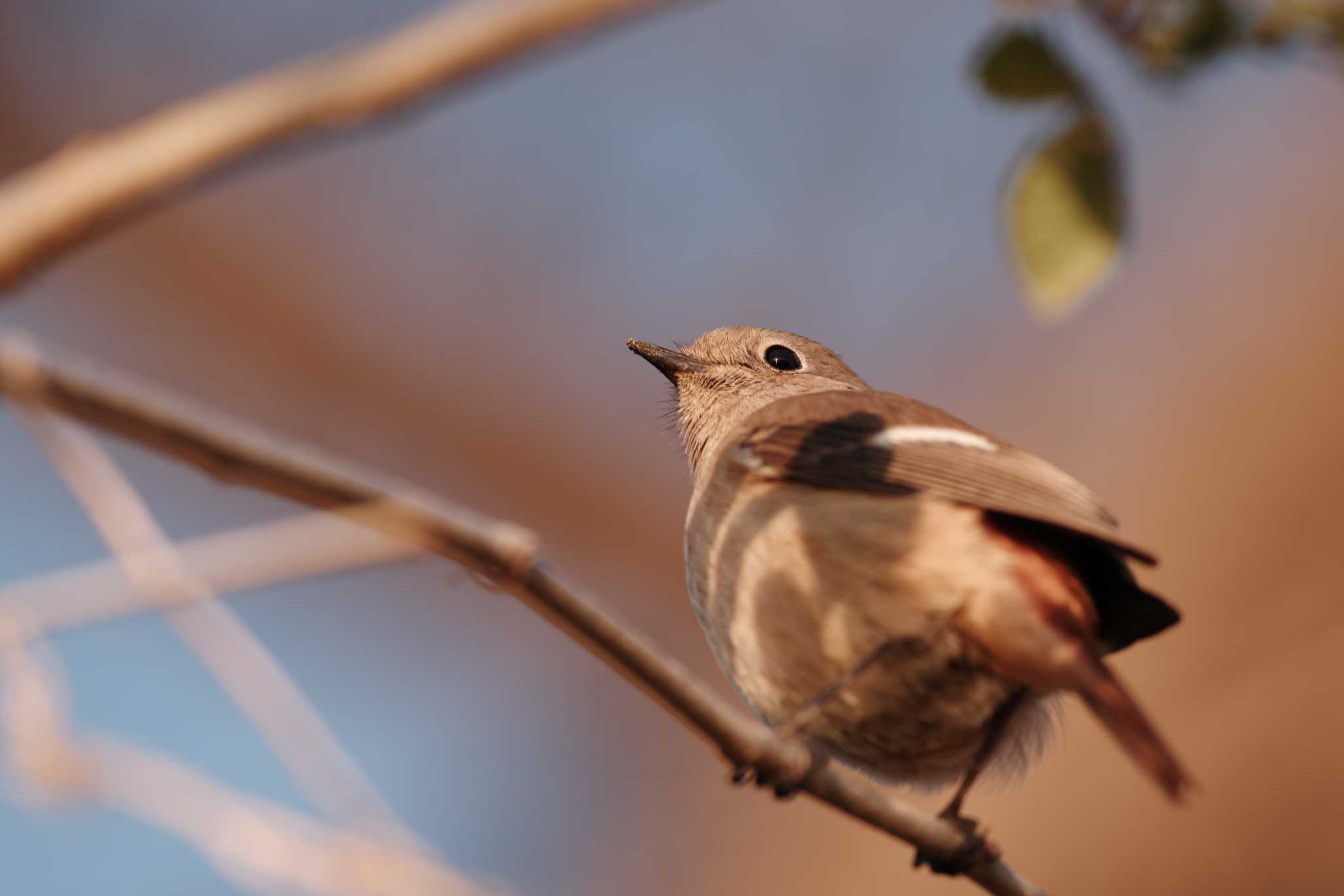 多摩川 ジョウビタキの写真 by tmyk