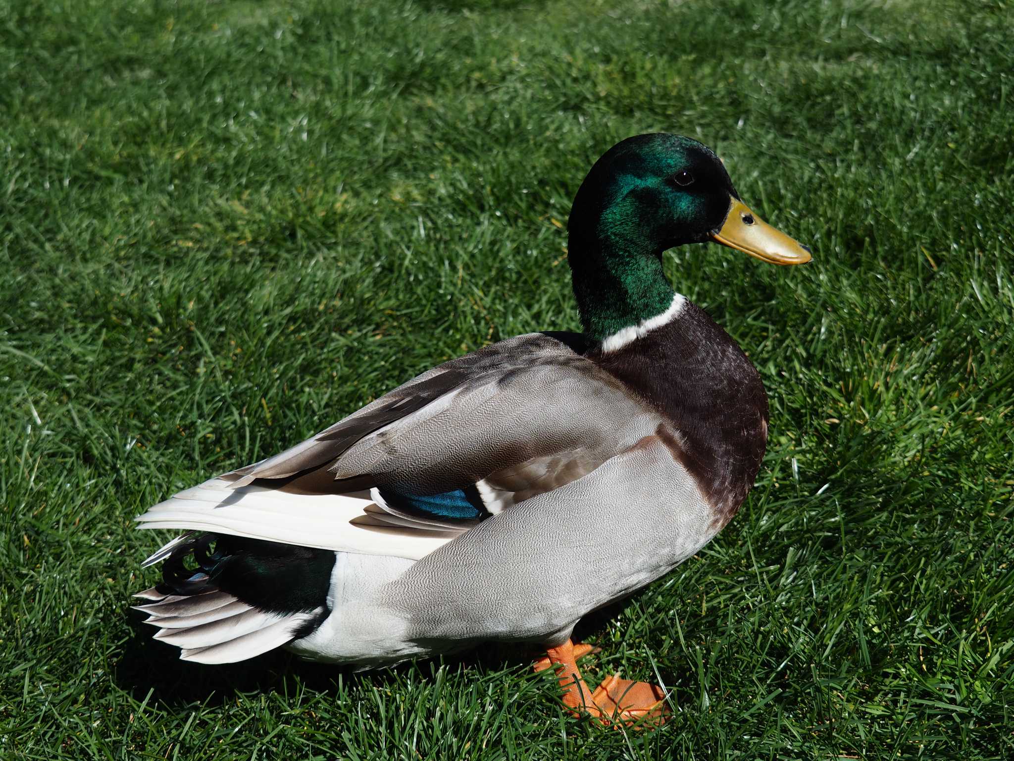 California マガモの写真