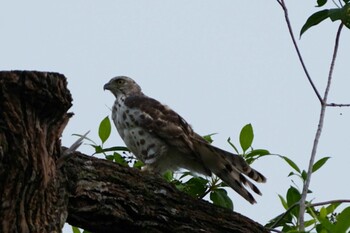 2021年12月12日(日) シンガポール植物園の野鳥観察記録