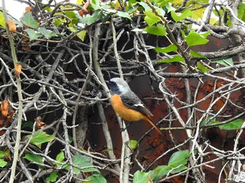 Daurian Redstart 梅小路公園(京都府京都市) Sat, 1/15/2022