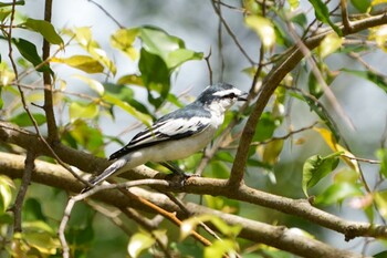 Sun, 1/16/2022 Birding report at Jurong Lake Gardens