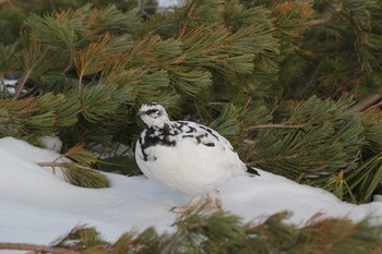 Rock Ptarmigan Murododaira Tue, 5/3/2016