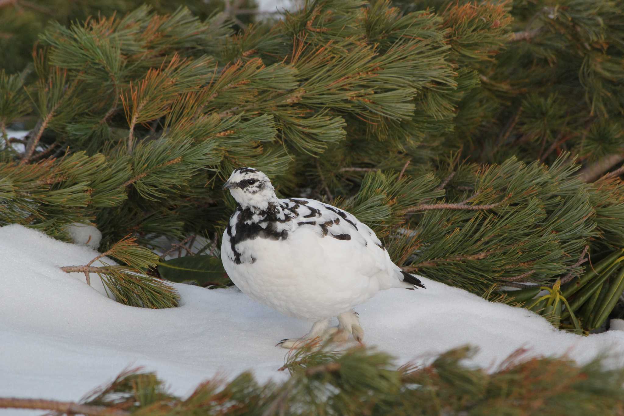 Photo of Rock Ptarmigan at Murododaira by 目指せ400