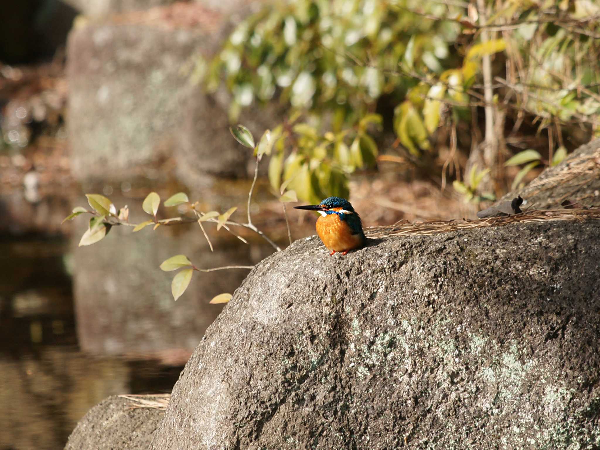 光が丘公園 カワセミの写真