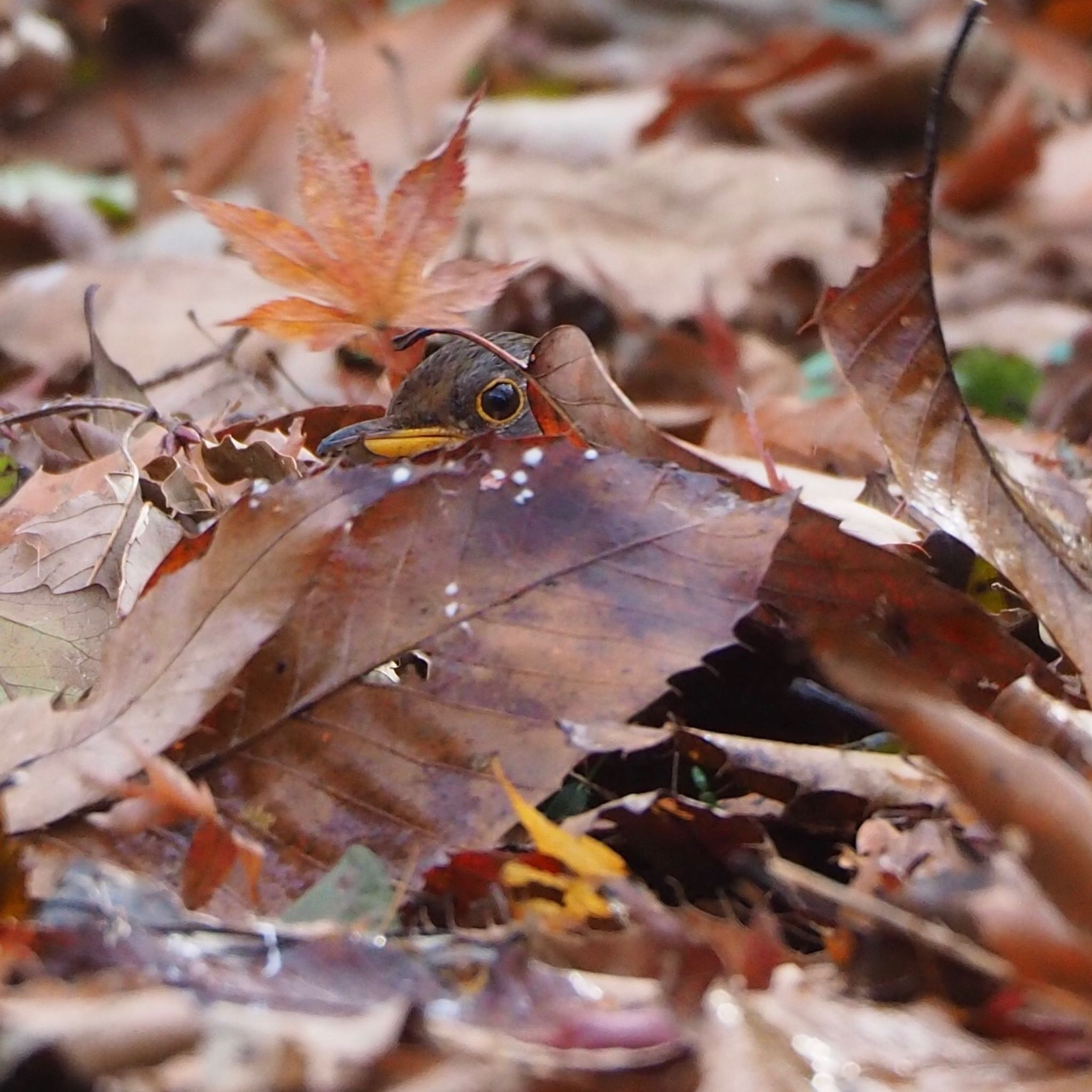 Pale Thrush