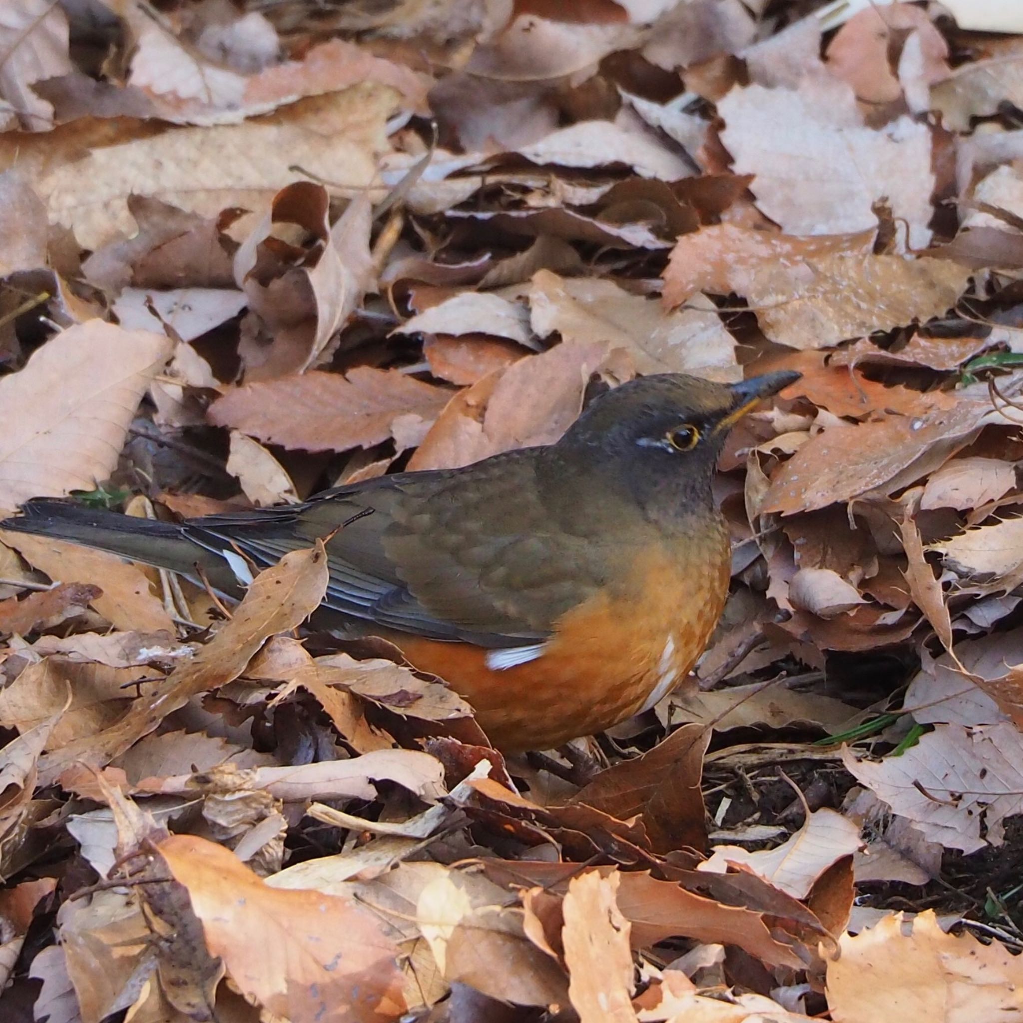 Brown-headed Thrush