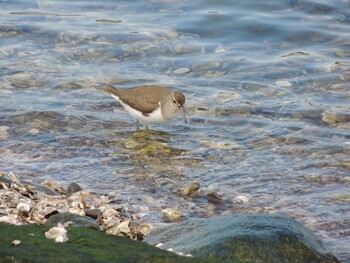 2022年1月17日(月) 葛西臨海公園の野鳥観察記録