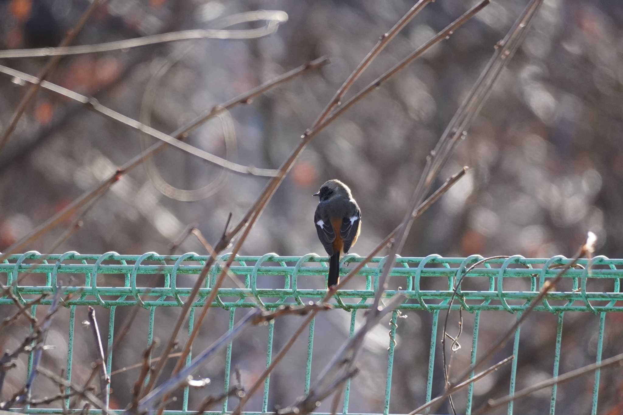 埼玉県 ジョウビタキの写真