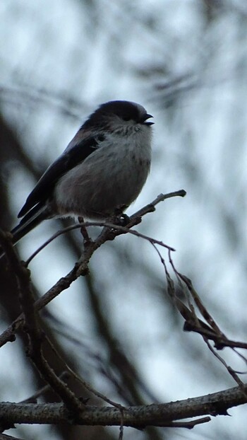 2022年1月17日(月) 多摩川の野鳥観察記録