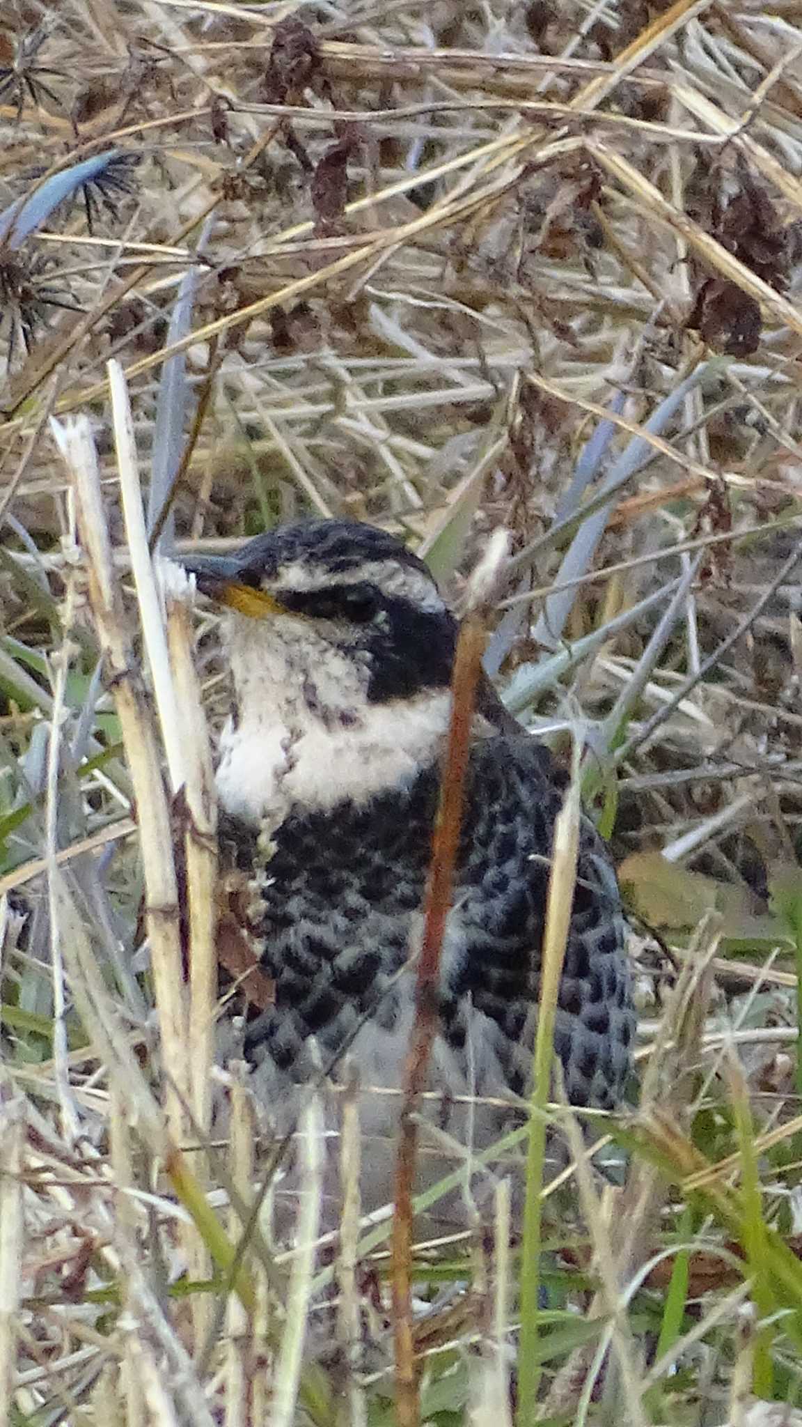 多摩川 ツグミの写真