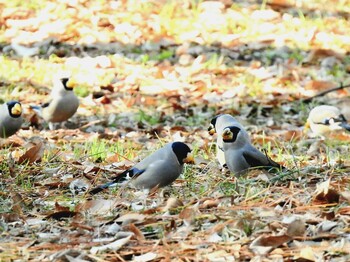 Japanese Grosbeak Kyoto Gyoen Wed, 1/5/2022