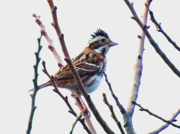 Rustic Bunting 京都府亀岡市 Wed, 1/12/2022