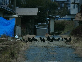 Rook 京都府亀岡市 Wed, 1/12/2022