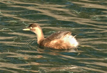 2022年1月5日(水) 横須賀の野鳥観察記録