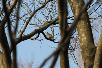 ヒレンジャク 秋ヶ瀬公園 2017年3月30日(木)