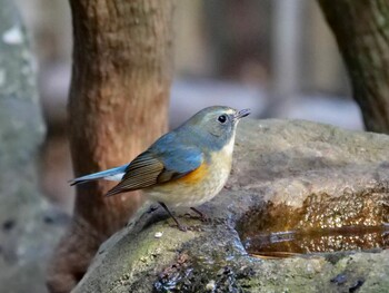 Red-flanked Bluetail 岡山後楽園 Mon, 1/3/2022