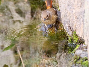 Daurian Redstart 岡山後楽園 Mon, 1/3/2022