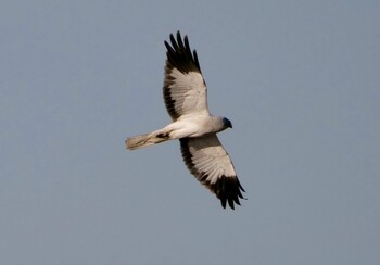 Hen Harrier 岡山市南区 Sat, 1/8/2022