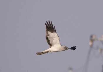 Hen Harrier 岡山市南区 Sat, 1/8/2022