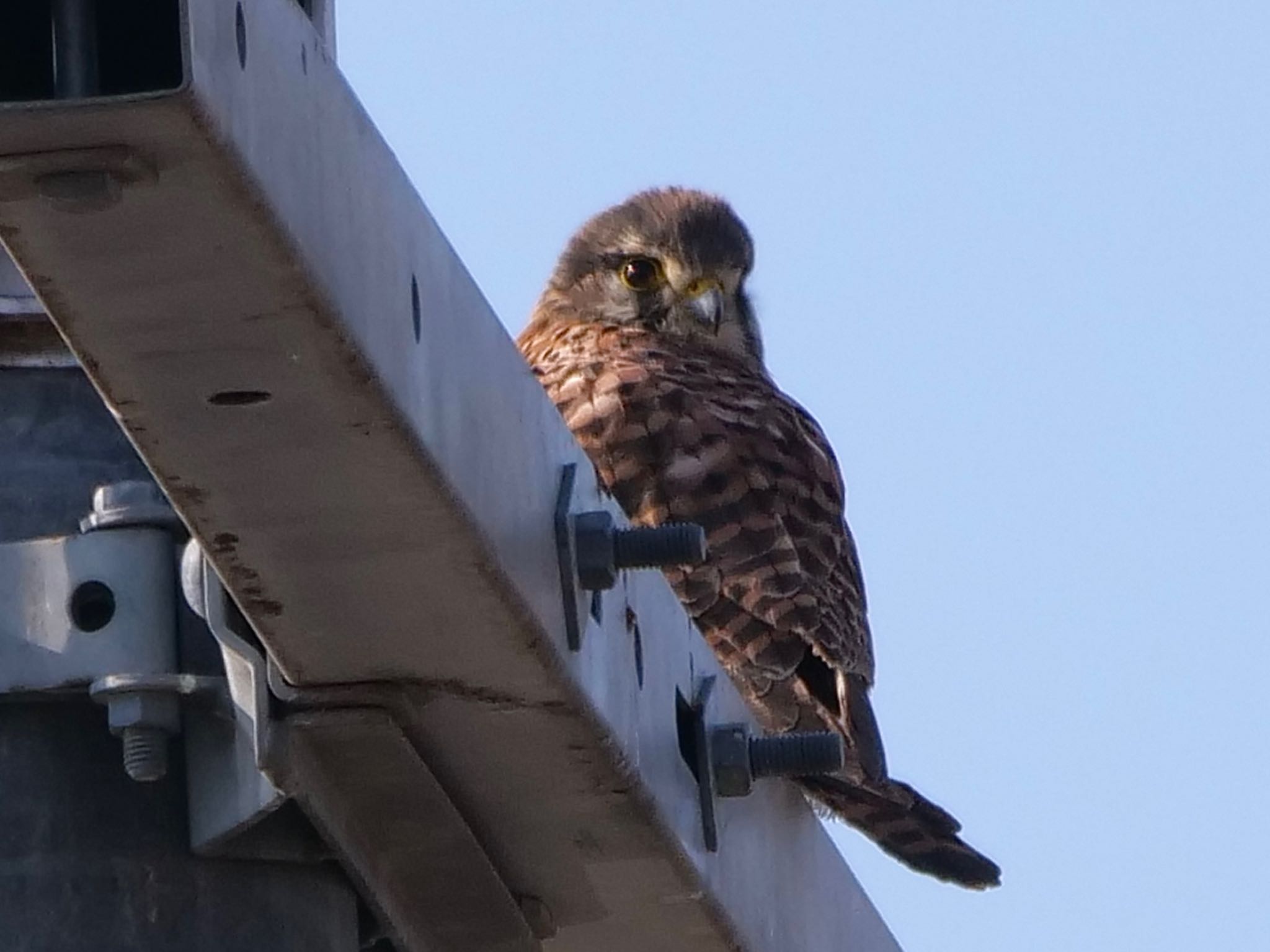 Photo of Common Kestrel at 岡山市南区 by OLD55