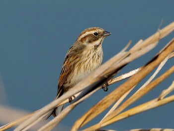 Common Reed Bunting 岡山市南区 Sun, 1/9/2022