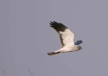 Hen Harrier 岡山市南区 Sat, 1/8/2022