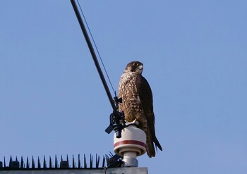 Peregrine Falcon 岡山市南区 Sun, 1/9/2022