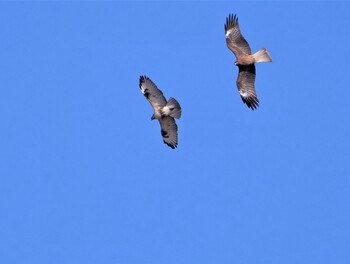 Eastern Buzzard 岡山市南区 Unknown Date