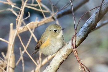 Red-flanked Bluetail Kitamoto Nature Observation Park Sun, 1/16/2022